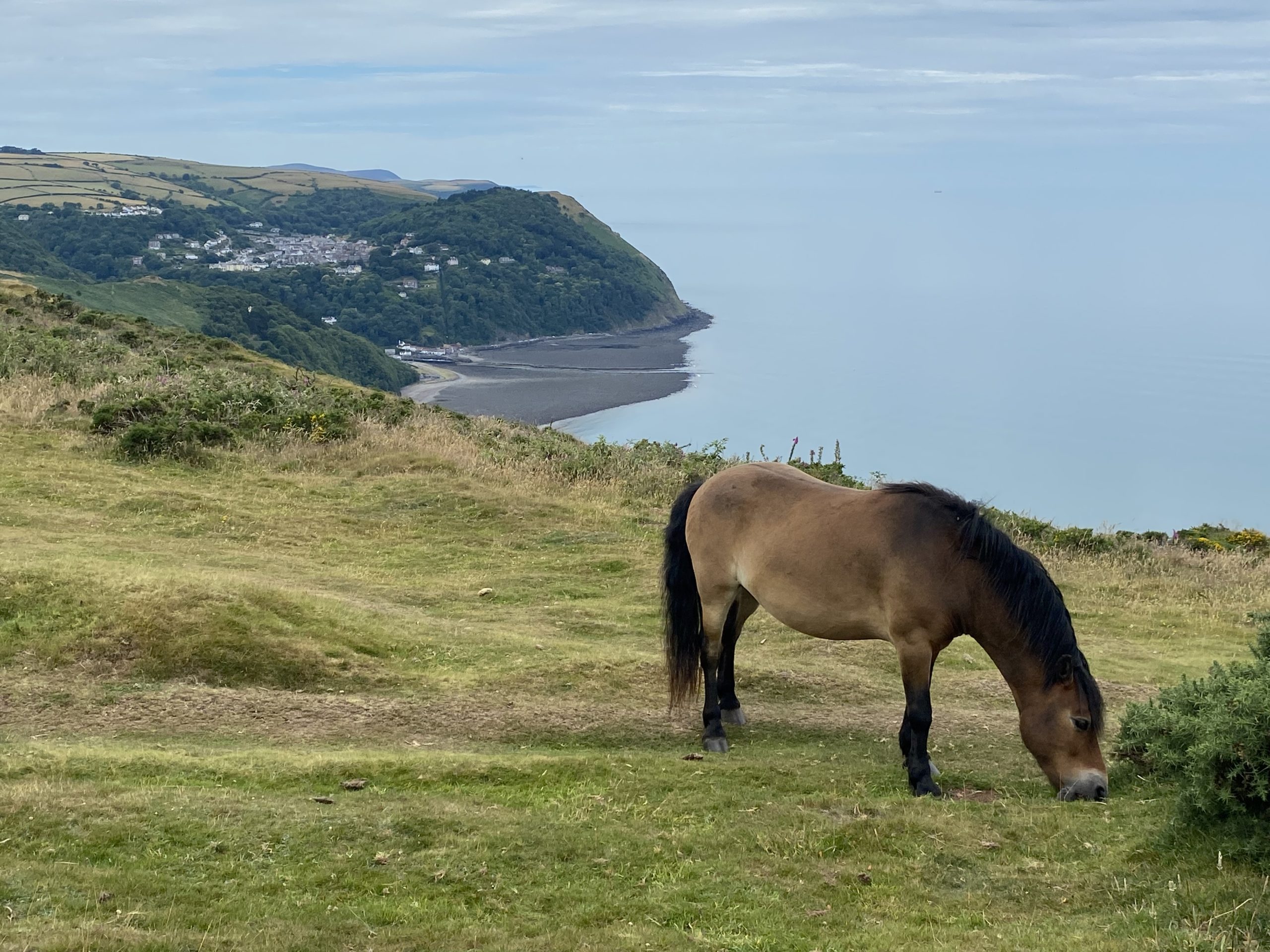 Exmoor