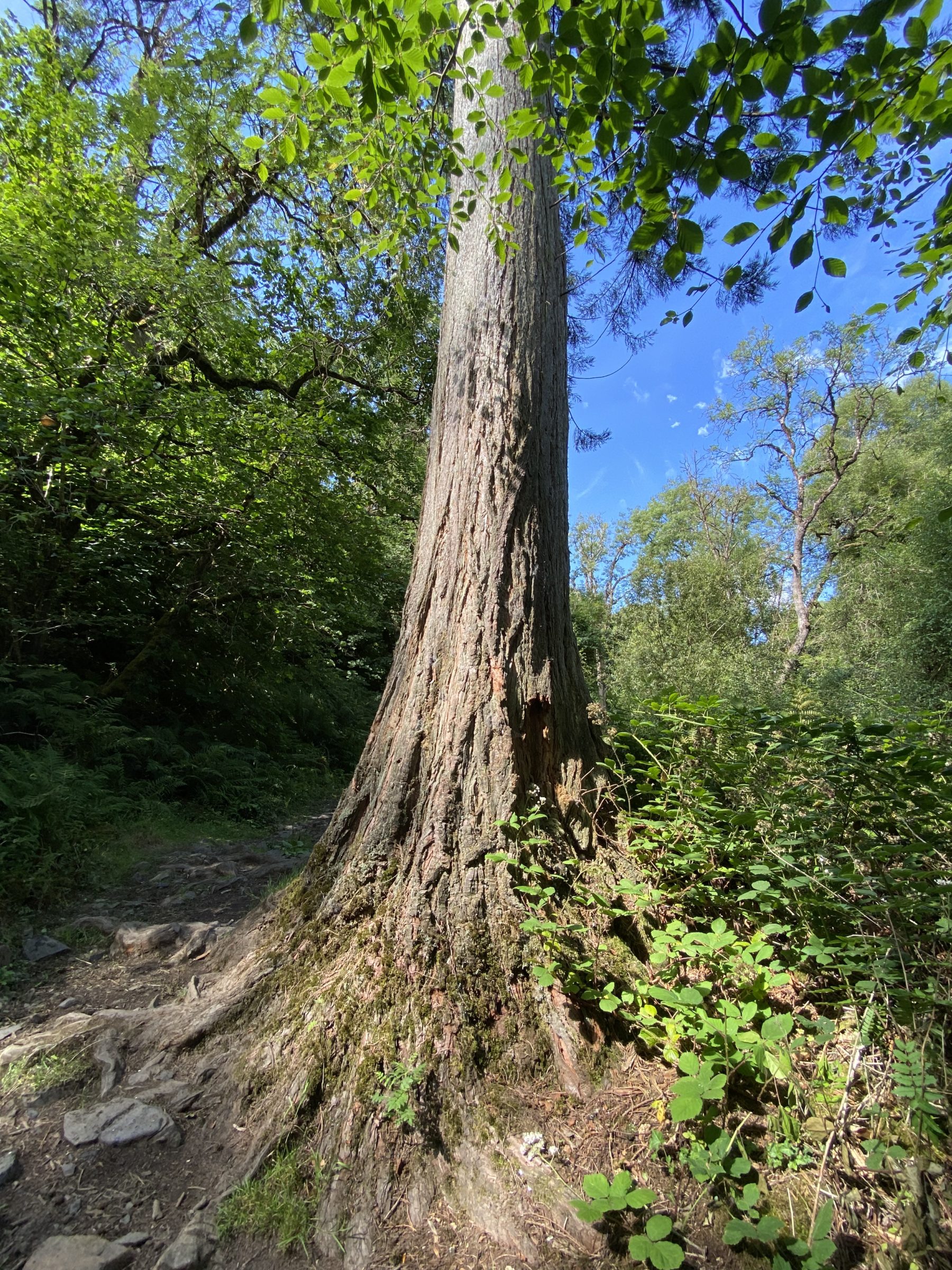 Im Dartmoor Nationalpark by LovelySandra