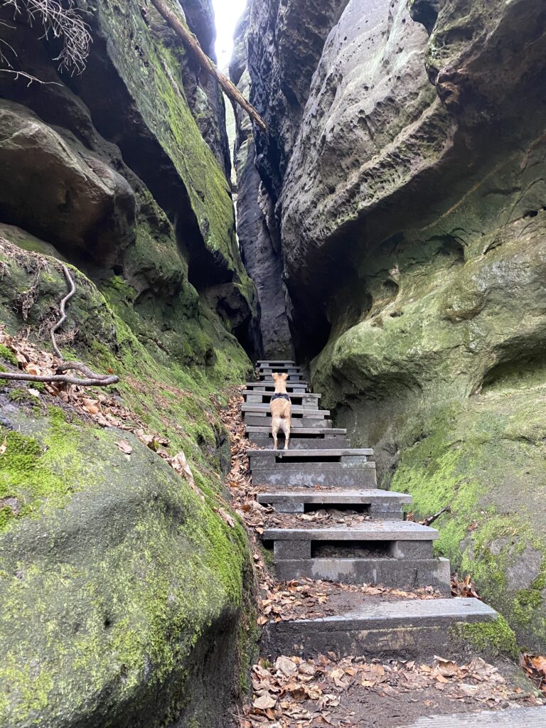 Weg zum Kuhstall